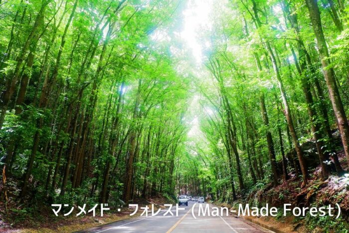 マンメイド・フォレスト (Man-Made Forest)