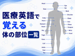 iryo eigo｜ 医療英語で覚える体の部位一覧｜病院・医療現場で使われる英単語を紹介