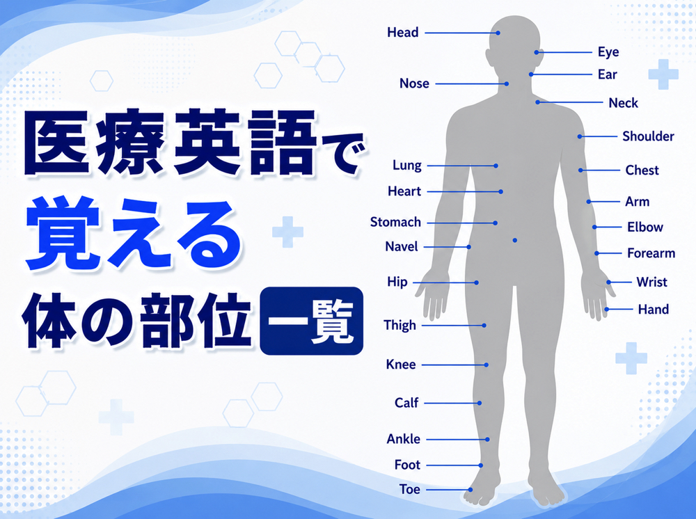 iryo eigo| 医療英語で覚える体の部位一覧|病院・医療現場で使われる英単語を紹介